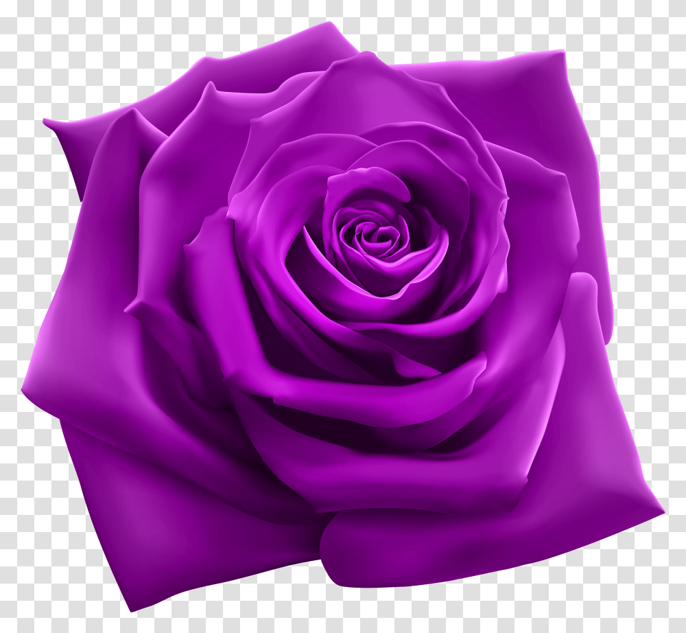 Rose Clipart Image Gallery Most Beautiful Rose Transparent Png
