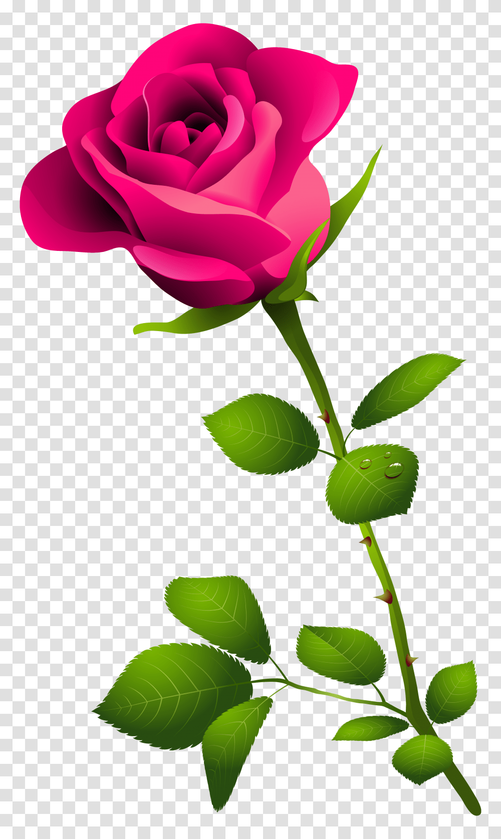 Rose Clipart Long Stem Rose, Plant, Flower, Blossom, Leaf Transparent Png
