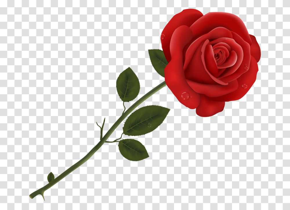 Rose Clipart Mini Rose Rose Clipart, Flower, Plant, Blossom, Petal Transparent Png