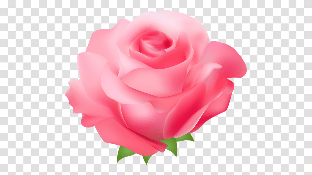 Rose Clipart Pink Picture Feliz Dia Dela Mujer, Flower, Plant, Blossom, Petal Transparent Png