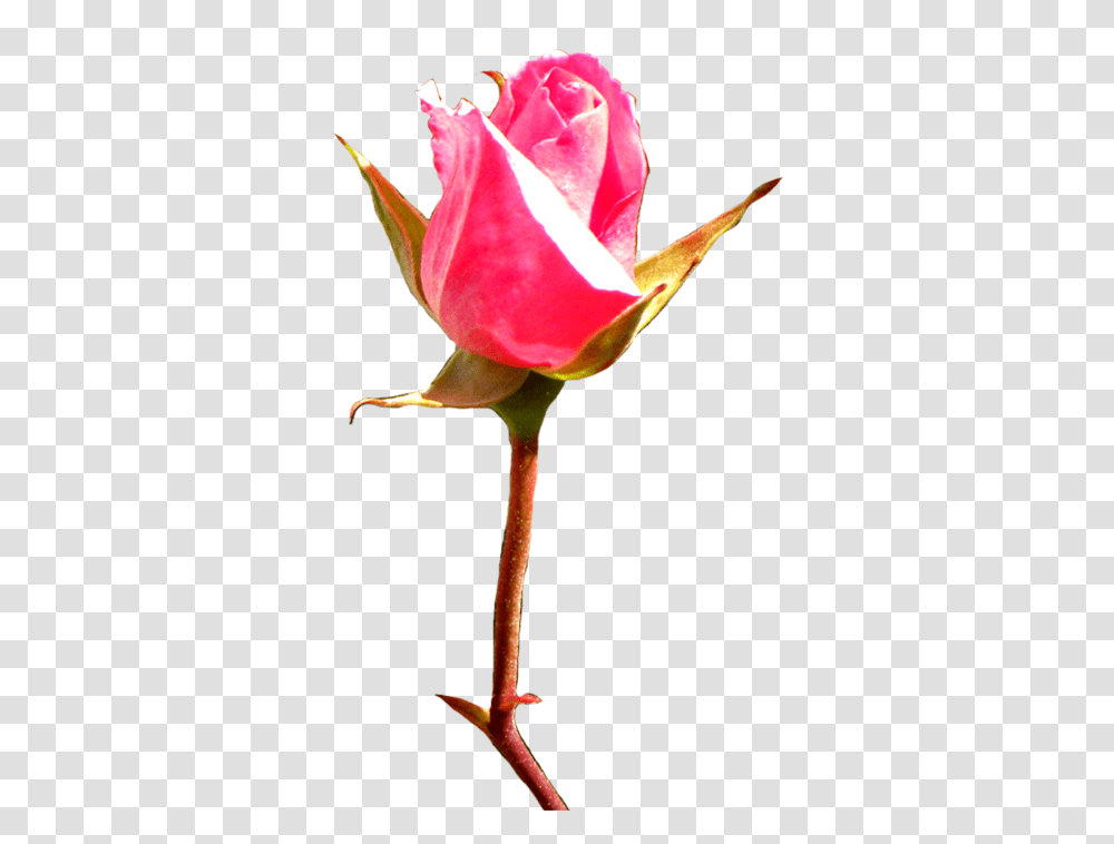 Rose Clipart Red Rose Buds In Painting, Plant, Flower, Blossom, Bird Transparent Png