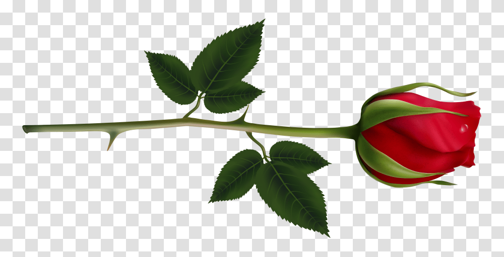 Rose Clipart Rose Tree, Leaf, Plant, Green, Fruit Transparent Png