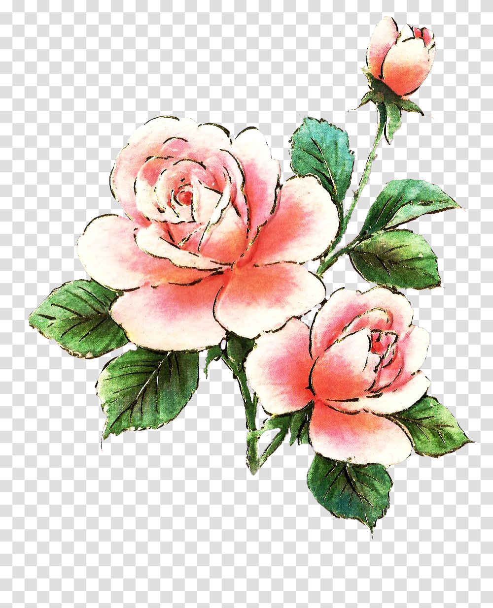 Rose Clipart Single, Plant, Flower, Blossom, Pattern Transparent Png