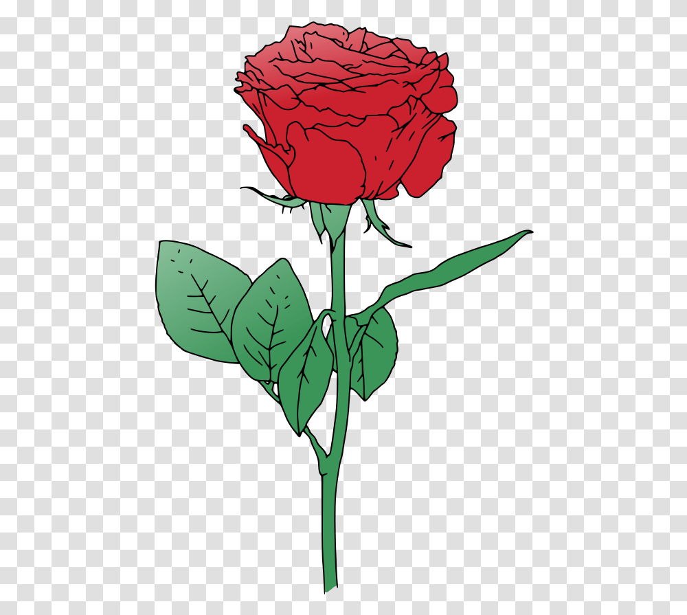 Rose Clipart Single Rose Flower Vector, Plant, Blossom, Leaf, Person Transparent Png