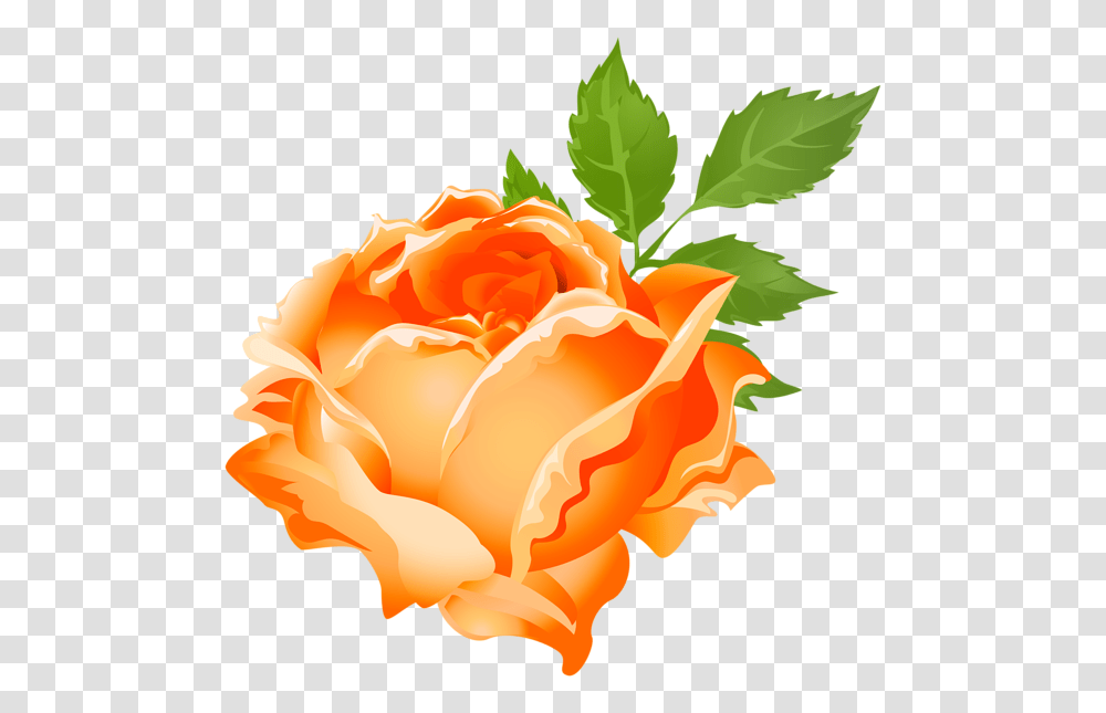 Rose Clipart Stick Orange Rose Flower Clipart, Plant, Blossom, Petal, Carnation Transparent Png