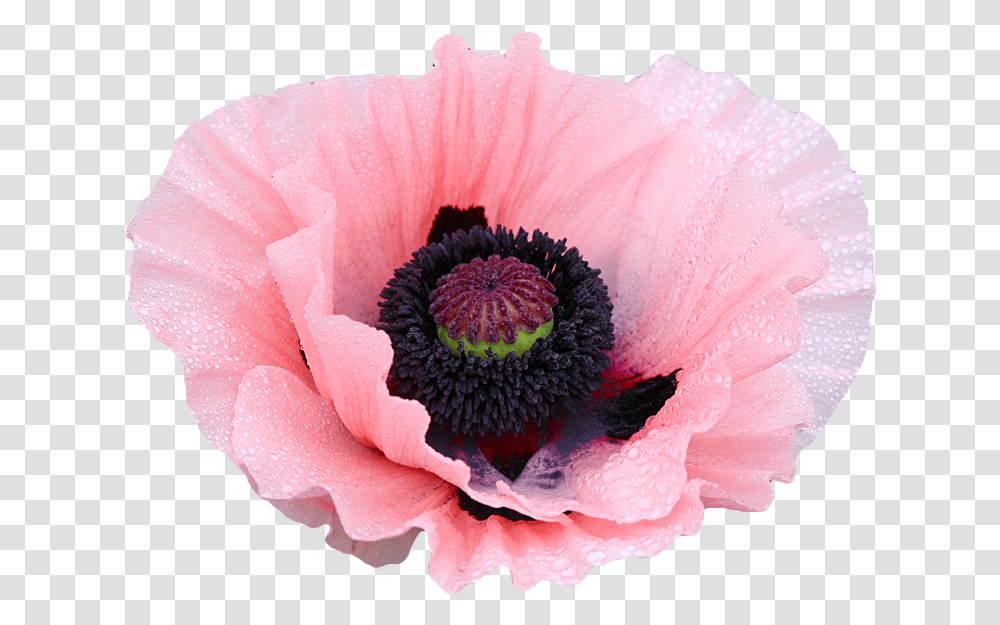 Rose Clipart Tumblr Opium Flowers, Plant, Blossom, Poppy, Pollen Transparent Png