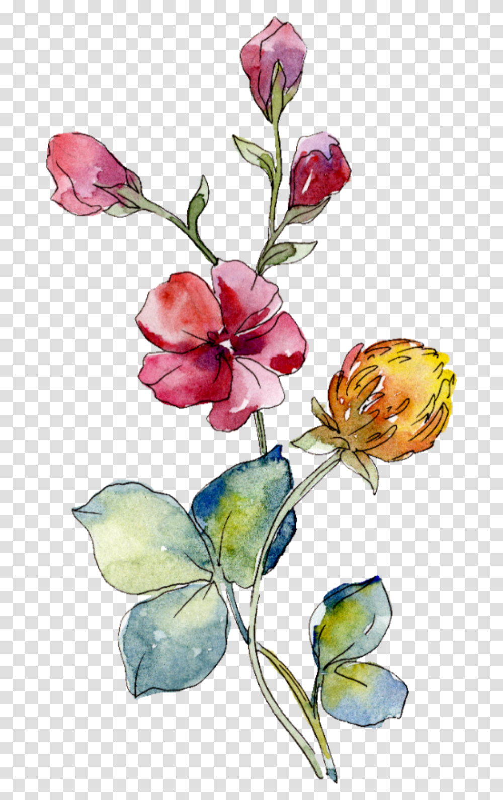 Rose Cliparts Summer Flower Watercolor Wild Flower, Plant, Acanthaceae, Floral Design, Pattern Transparent Png