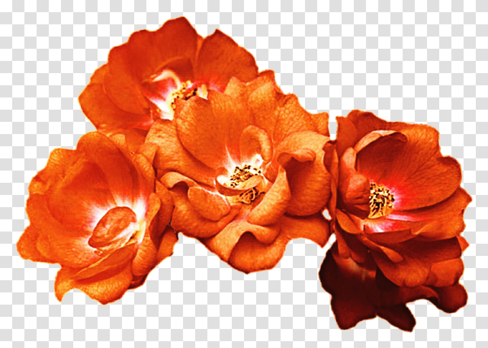 Rose Crown Clipart Vector Download Orange Rose Crown Orange Flower Crown, Plant, Anther, Blossom, Pollen Transparent Png