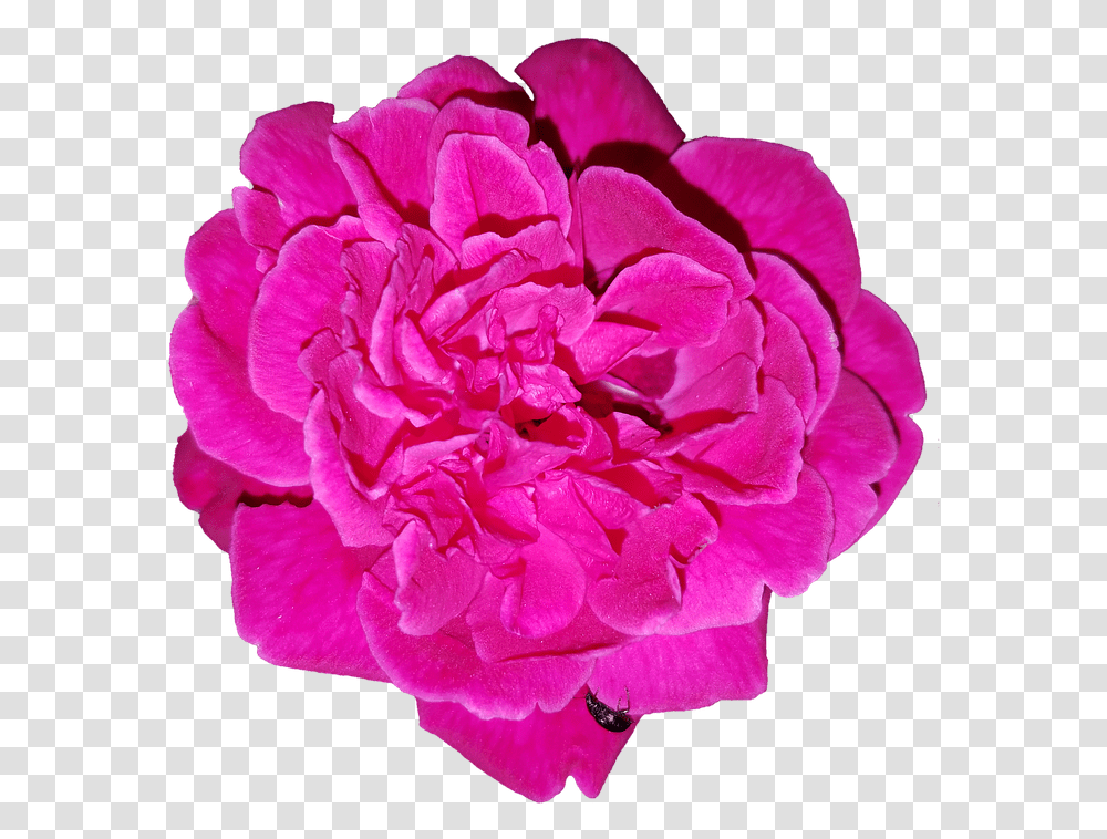 Rose Cut Out Flower Free Photo On Pixabay Common Peony, Plant, Blossom, Geranium, Carnation Transparent Png