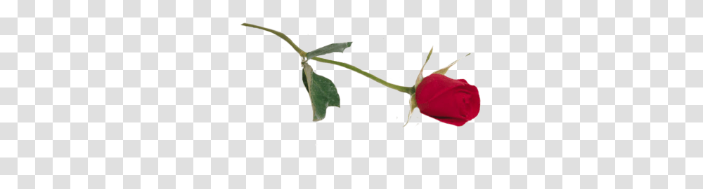 Rose Cutouts Red Flower Laying, Plant, Tree, Leaf, Food Transparent Png