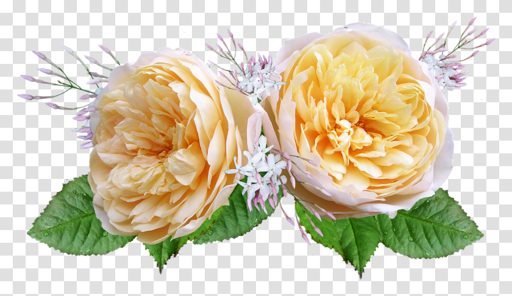 Rose David Austin Yellow Rosas De Color Amarillo Y Naranja, Plant, Flower, Blossom, Peony Transparent Png