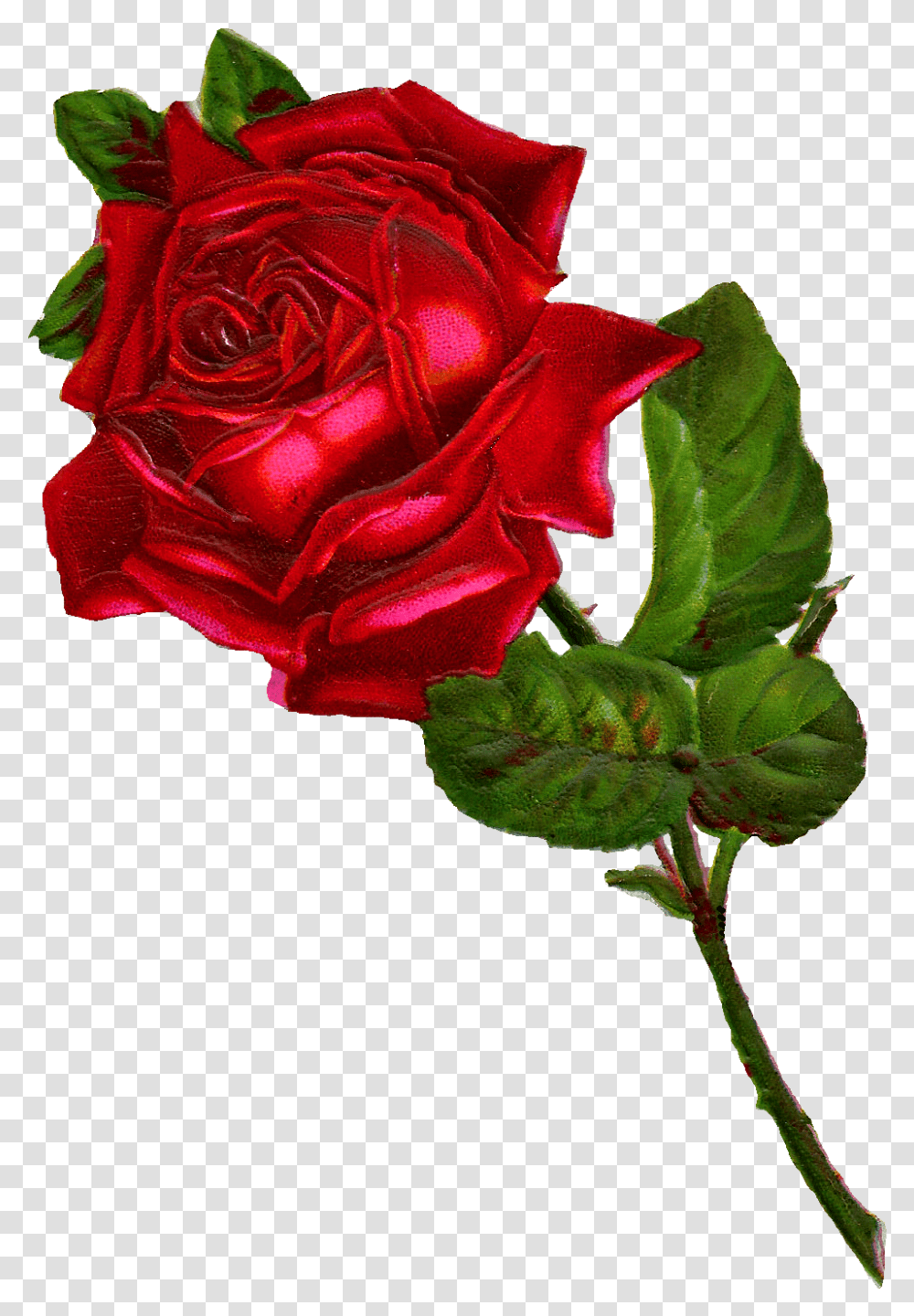 Rose Digital Clip Art Clipart Vintage Red Rose, Flower, Plant, Blossom, Flower Arrangement Transparent Png