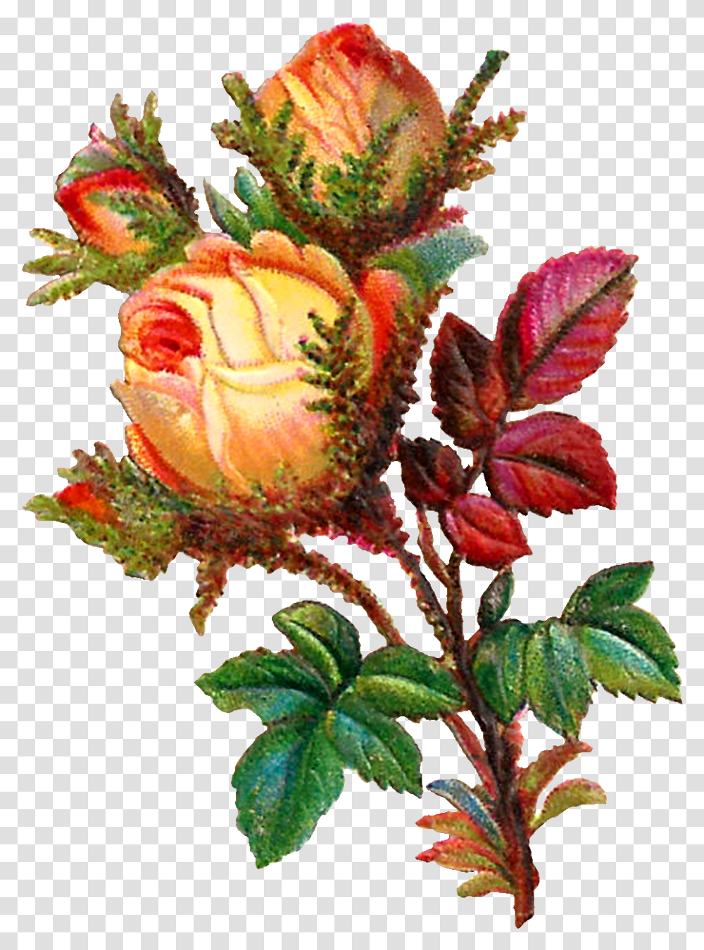 Rose Digital, Plant, Flower, Blossom, Flower Arrangement Transparent Png