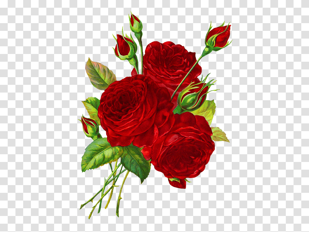 Rose Drawing Background, Flower, Plant, Blossom, Petal Transparent Png