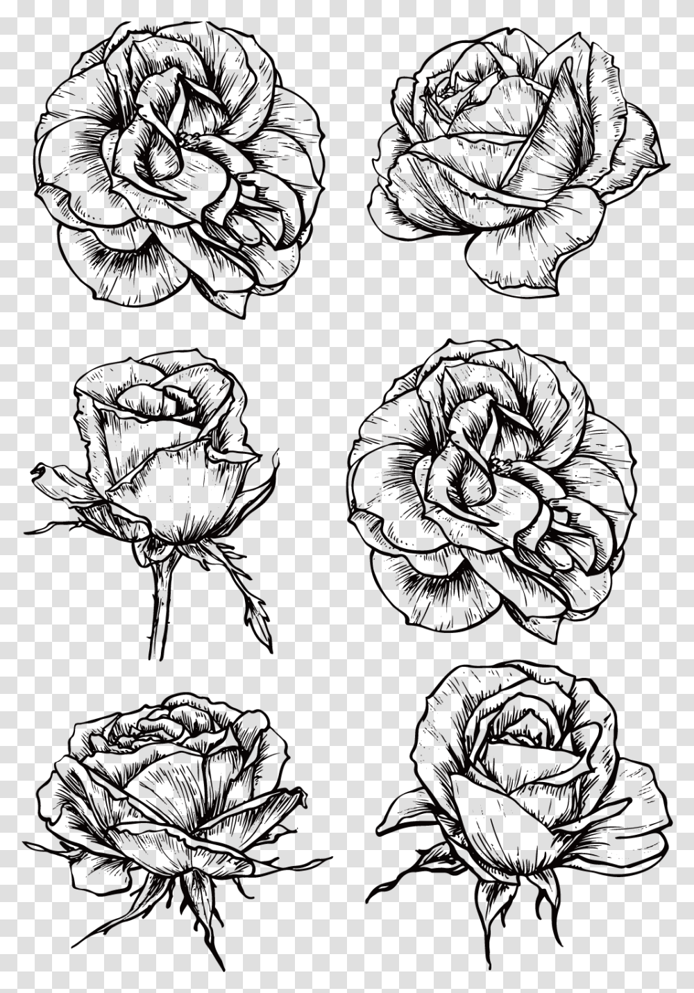 Rose Drawing Black And Rose Flower Black And White Drawing, Floral Design, Pattern Transparent Png