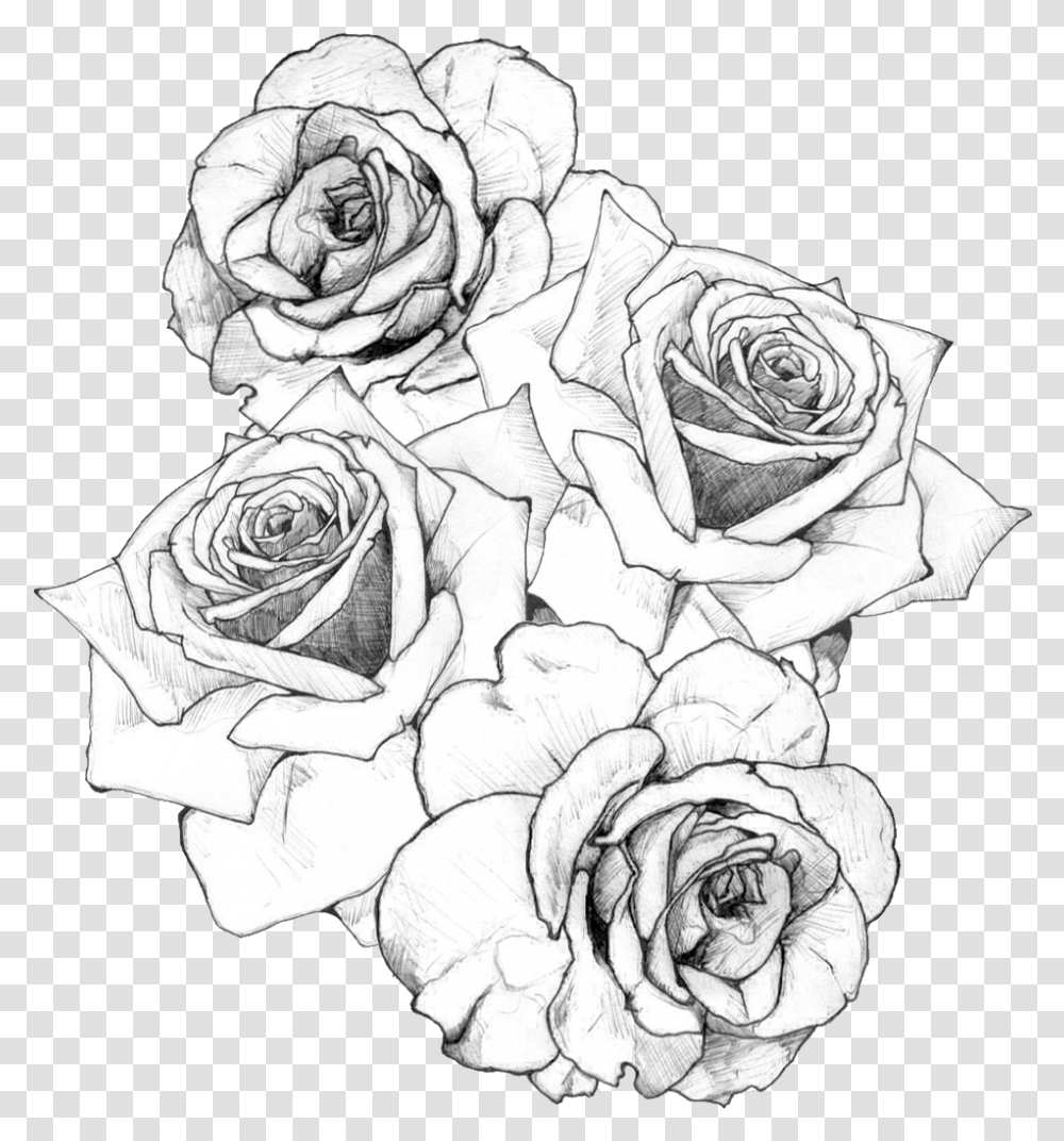 Rose Drawing Bouquet Of Roses Drawing, Person, Human, Flower, Plant Transparent Png