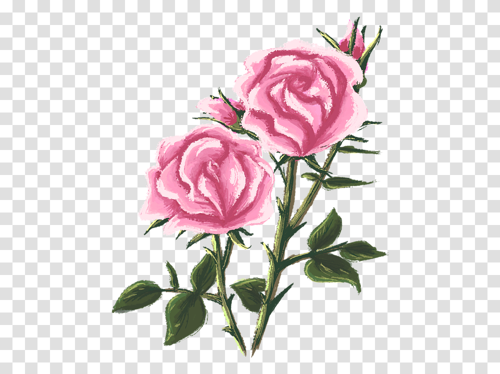 Rose Drawing Painting Rosebush Drawing, Plant, Flower, Blossom, Carnation Transparent Png