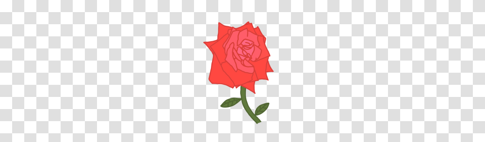 Rose Drawing, Petal, Flower, Plant, Blossom Transparent Png