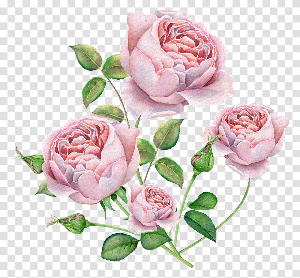 Rose English Rose Watercolor Roses Pink Color Beautiful English Rose Photos Download, Flower, Plant, Blossom, Peony Transparent Png