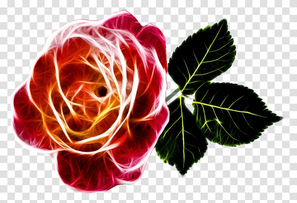 Rose Fiery Love Free Photo Abstract Rose, Ornament, Pattern, Fractal, Person Transparent Png