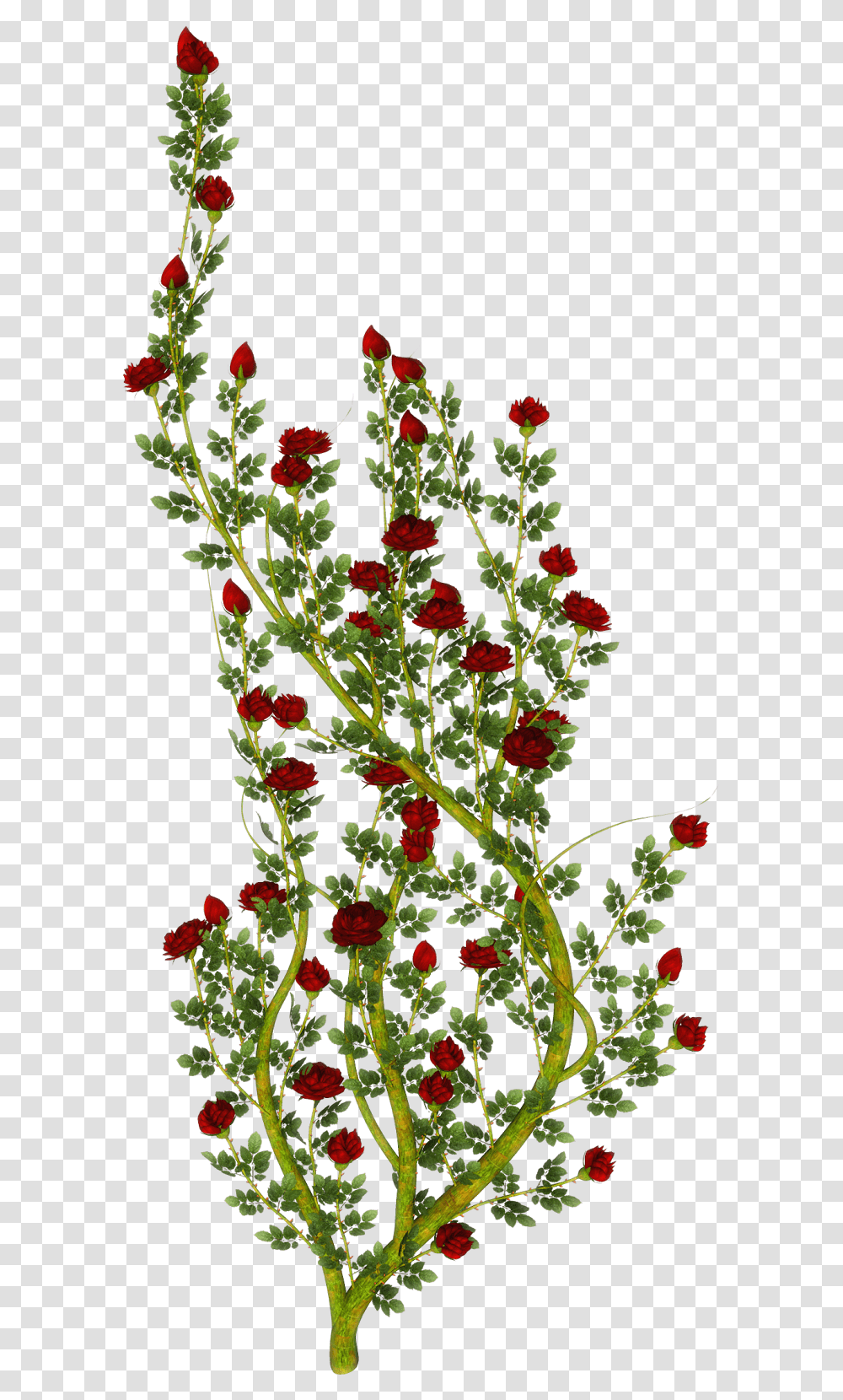 Rose, Floral Design, Pattern Transparent Png