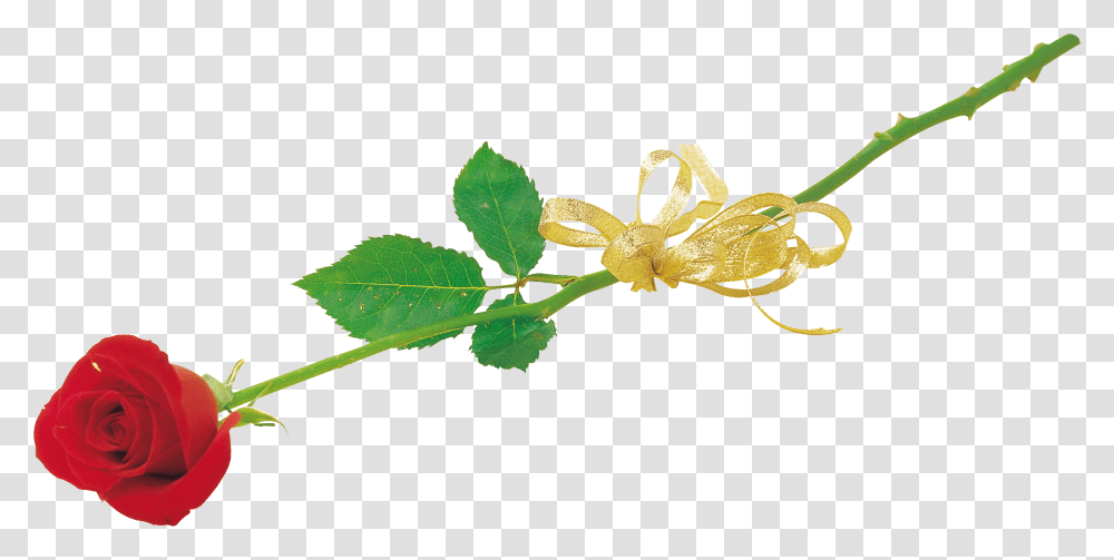 Rose Floral Design, Plant, Leaf, Flower, Blossom Transparent Png