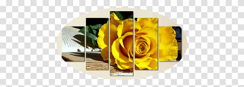 Rose Flower 5 Piece Wall Art Free Global Shipping & Framed Rose, Plant, Blossom, Petal, Peel Transparent Png