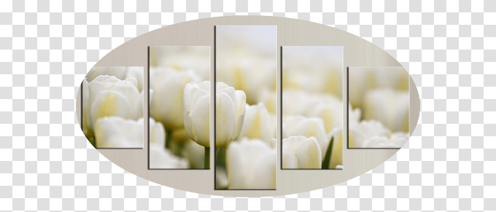 Rose Flower 5 Piece Wall Art Free Global Shipping & Framed Tulip, Petal, Plant, Furniture, Sweets Transparent Png
