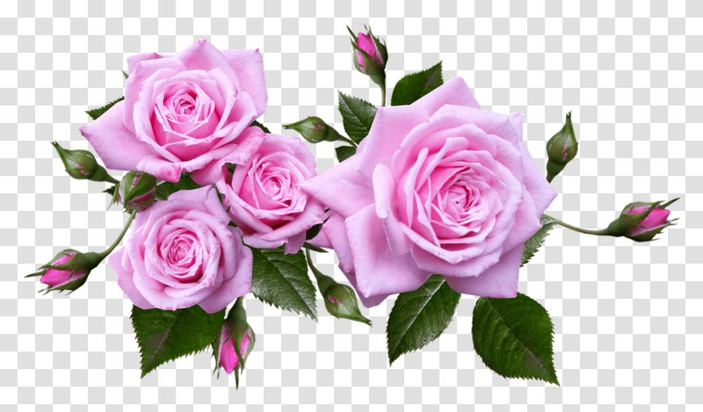 Rose Flower Arrangement Plant Background Pink Roses, Blossom, Flower Bouquet, Transparent Png
