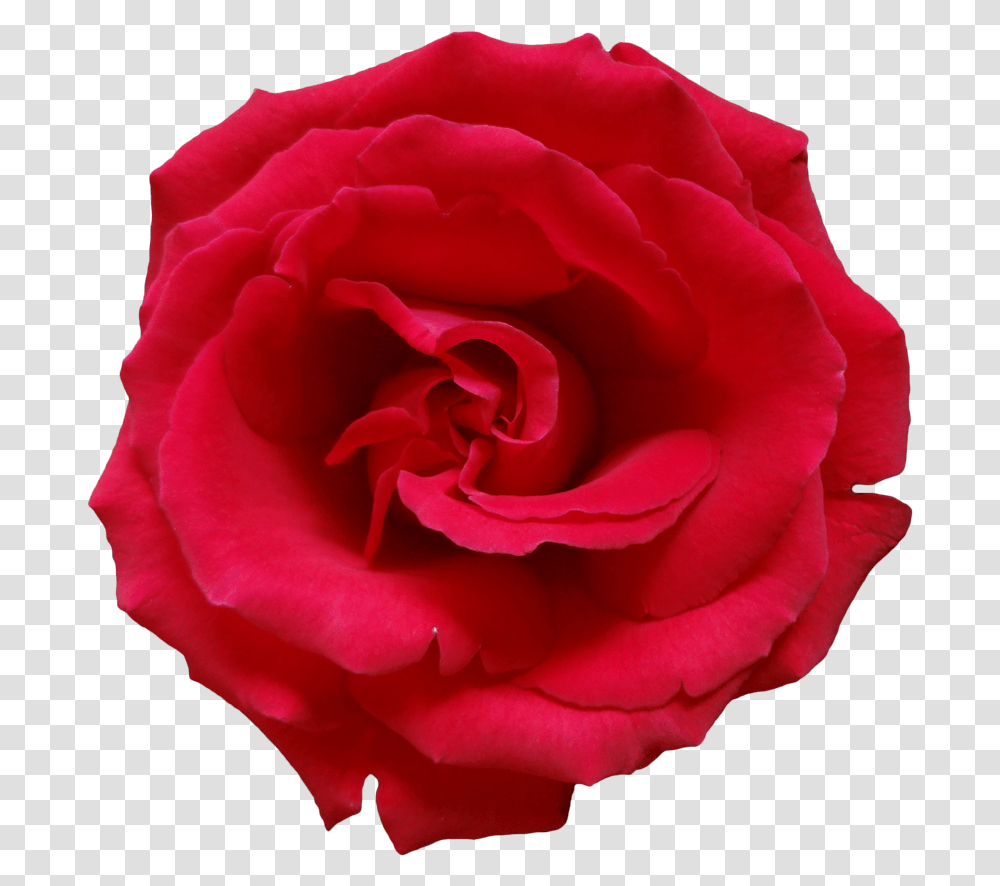 Rose Flower Beautiful Free Dead Rose No Background, Plant, Blossom, Petal Transparent Png