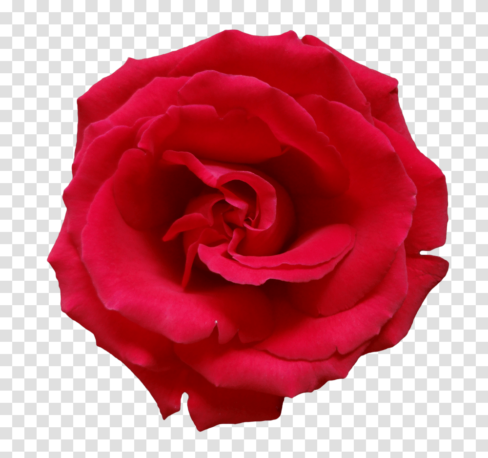 Rose Flower Beautiful Free, Plant, Blossom, Petal, Geranium Transparent Png