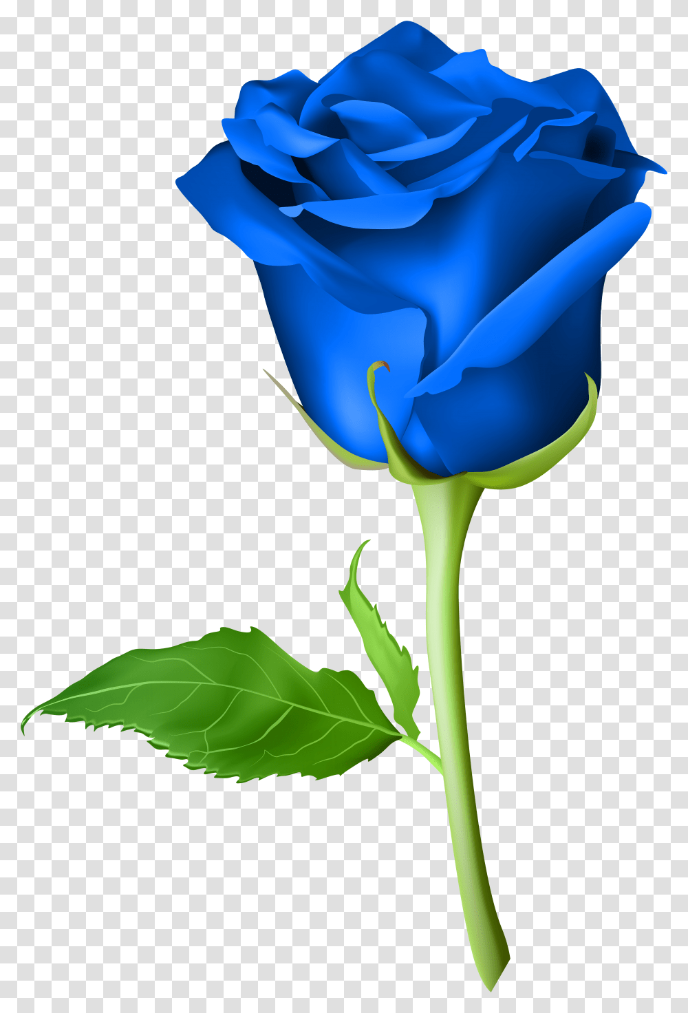 Rose Flower Blue Rose Flower, Plant, Blossom, Petal, Iris Transparent Png