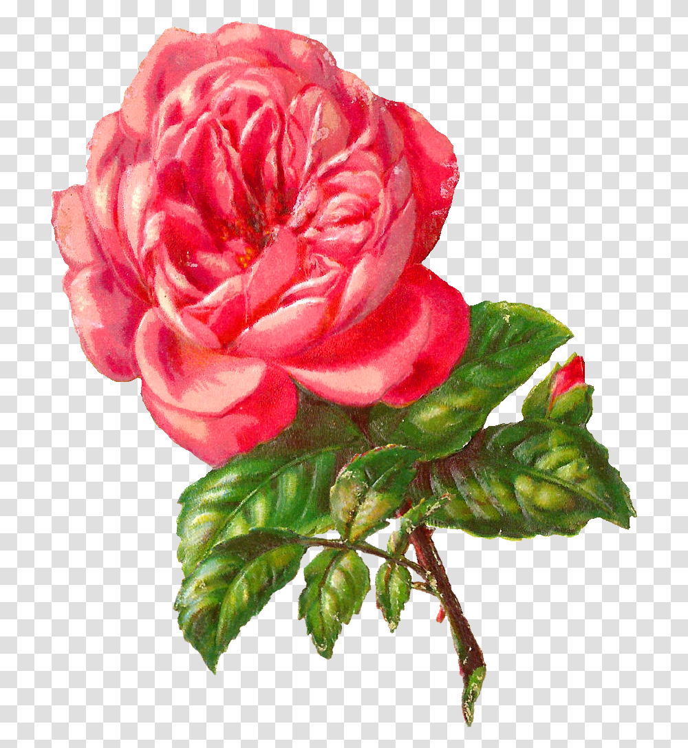 Rose Flower Botanical Image, Plant, Blossom, Petal, Geranium Transparent Png