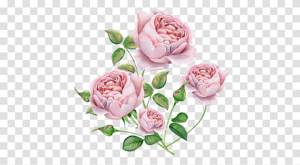 Rose Flower Bouquet Vector, Plant, Blossom, Peony, Petal Transparent Png