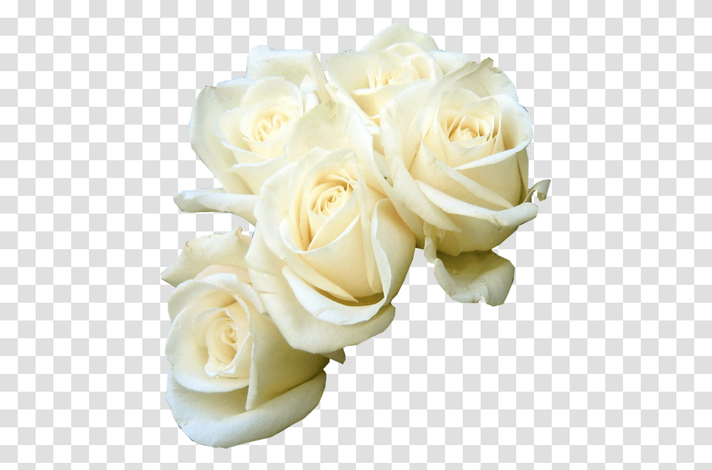 Rose Flower Bouquet White Clip Art White Roses Vector, Plant, Blossom, Flower Arrangement, Petal Transparent Png
