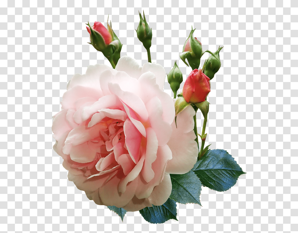 Rose Flower Buds Fragrant Perfume Garden Nature Rose Flower Buds, Plant, Blossom, Carnation, Peony Transparent Png