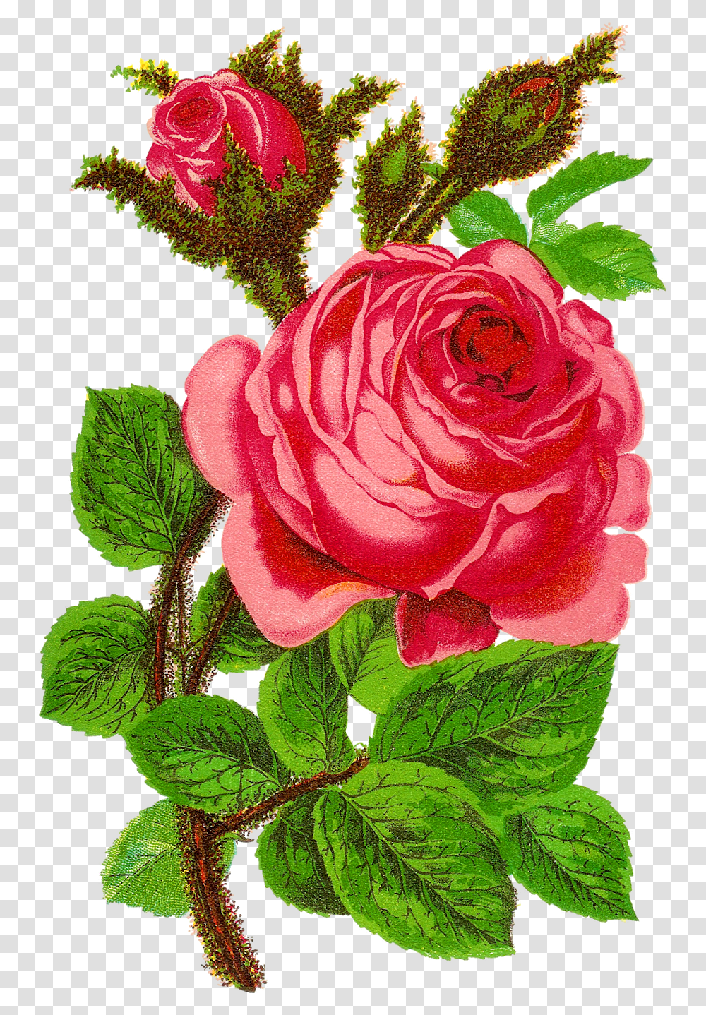 Rose Flower Clip Art Floral Craft Supply Digital Download Rose Digital Flower Design, Plant, Blossom, Leaf, Geranium Transparent Png