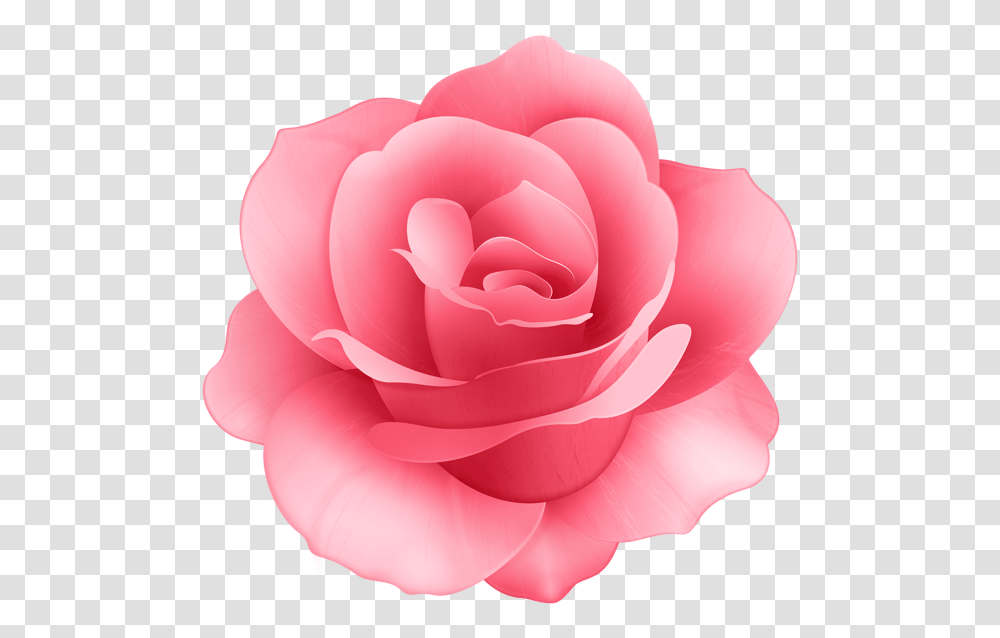 Rose Flower Clip Art, Plant, Blossom, Petal Transparent Png