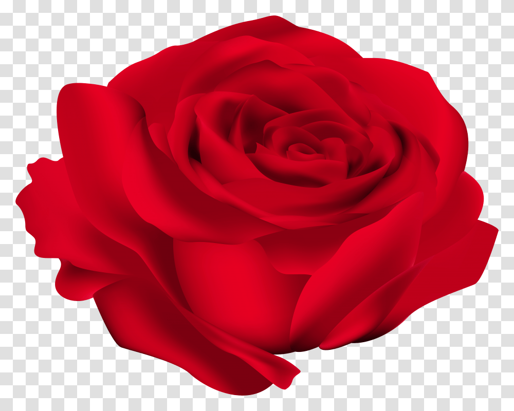 Rose Flower Clip Art Transparent Png