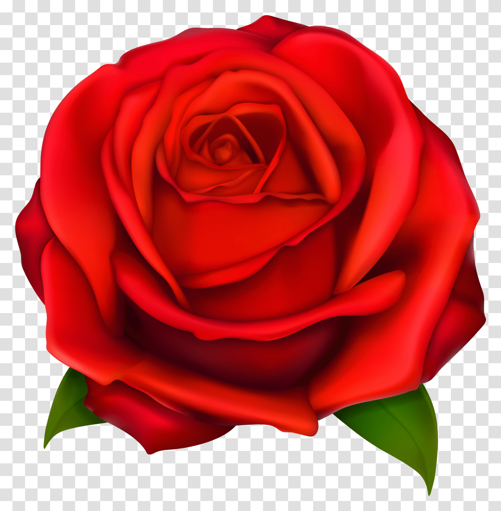 Rose Flower Clipart Background Rose Clipart Transparent Png
