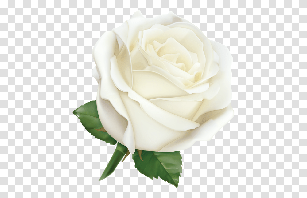 Rose Flower Clipart Color, Plant, Blossom, Petal Transparent Png