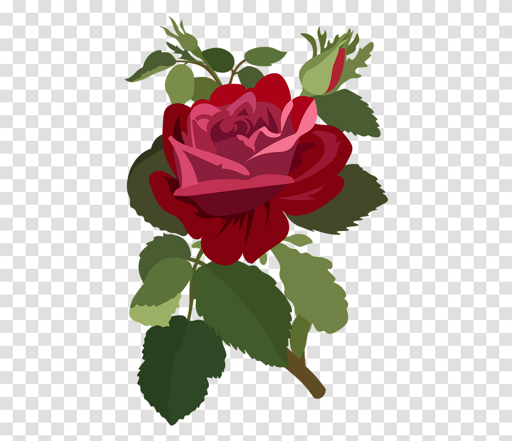 Rose Flower Clipart Floral, Plant, Blossom, Peony, Petal Transparent Png