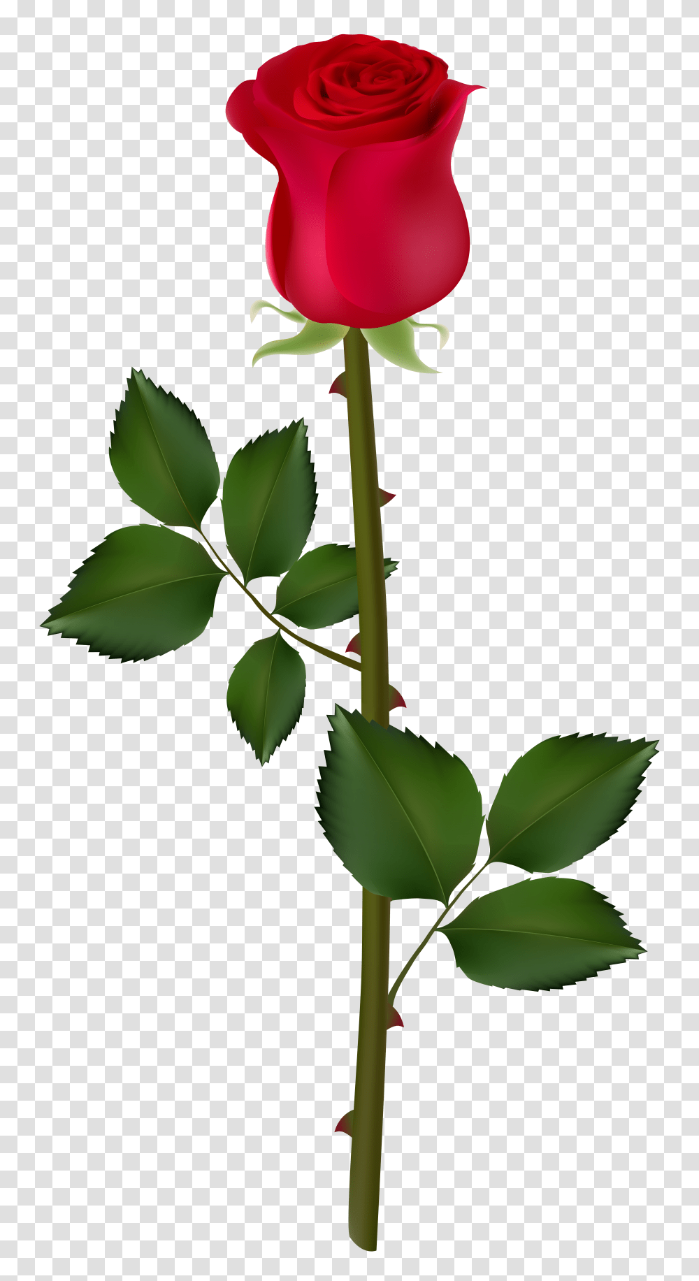 Rose Flower Clipart Rose Big Good Mornings, Leaf, Plant, Blossom, Petal Transparent Png