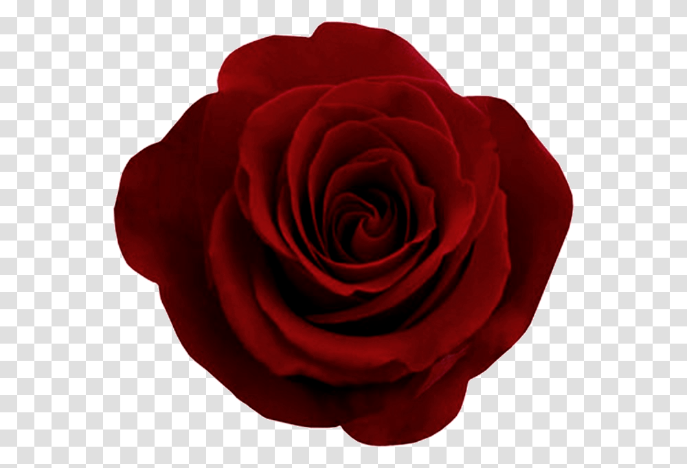 Rose Flower Dark Red Rose, Plant, Blossom, Petal Transparent Png