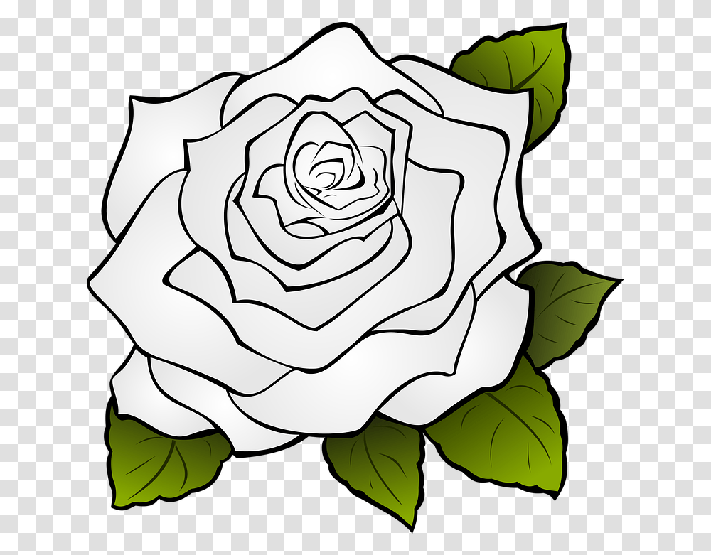 Rose Flower Drawing 11 Buy Clip Art Rose Drawing, Plant, Blossom Transparent Png