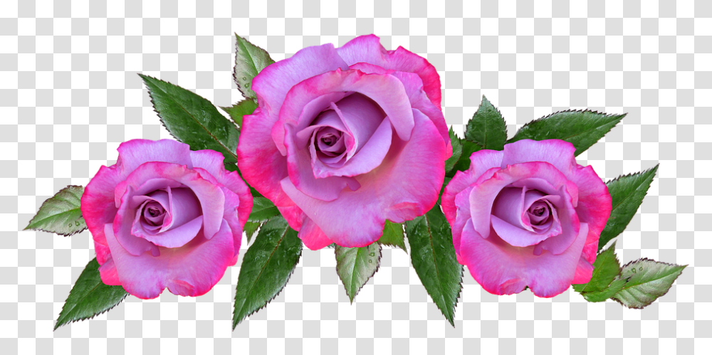 Rose Flower Floral Petal Anniversary Saludos Por Dia De San Valentin, Plant, Blossom, Geranium, Acanthaceae Transparent Png