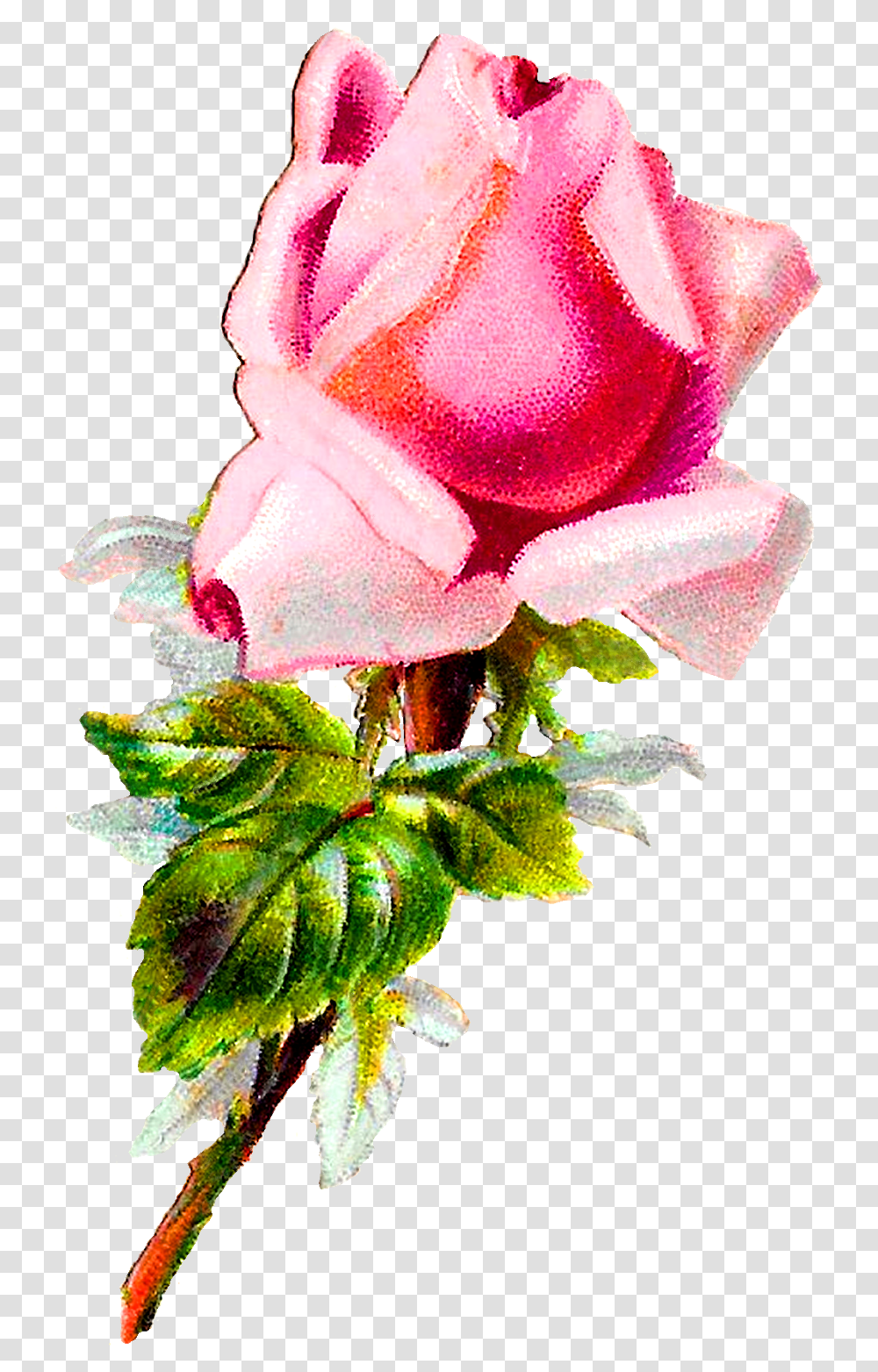 Rose Flower Floral Shabby Chic Image Digital Clipart, Plant, Blossom, Flower Arrangement, Flower Bouquet Transparent Png