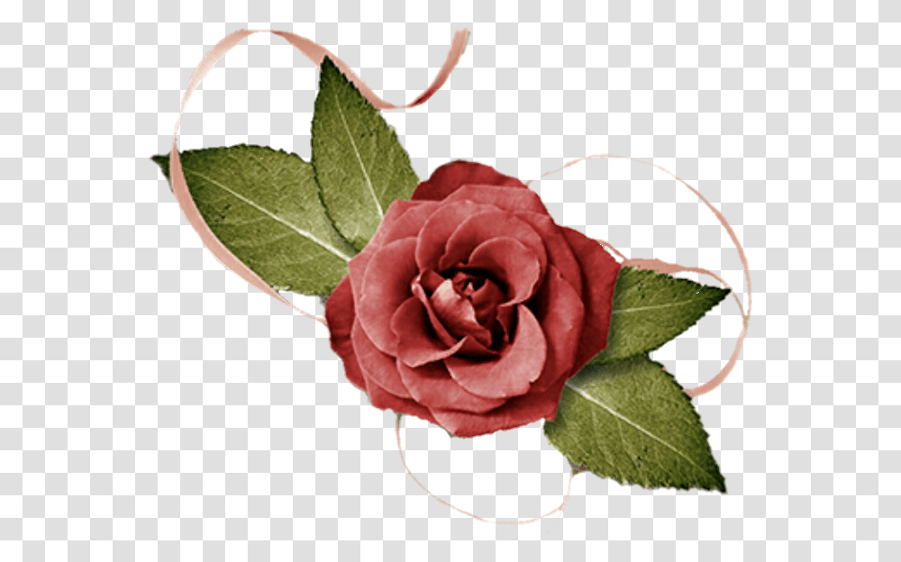 Rose Flower Garden Roses, Plant, Blossom, Leaf, Petal Transparent Png