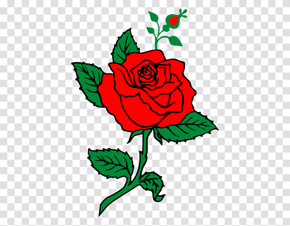 Rose Flower Illustrator, Plant, Blossom, Petal, Pattern Transparent Png