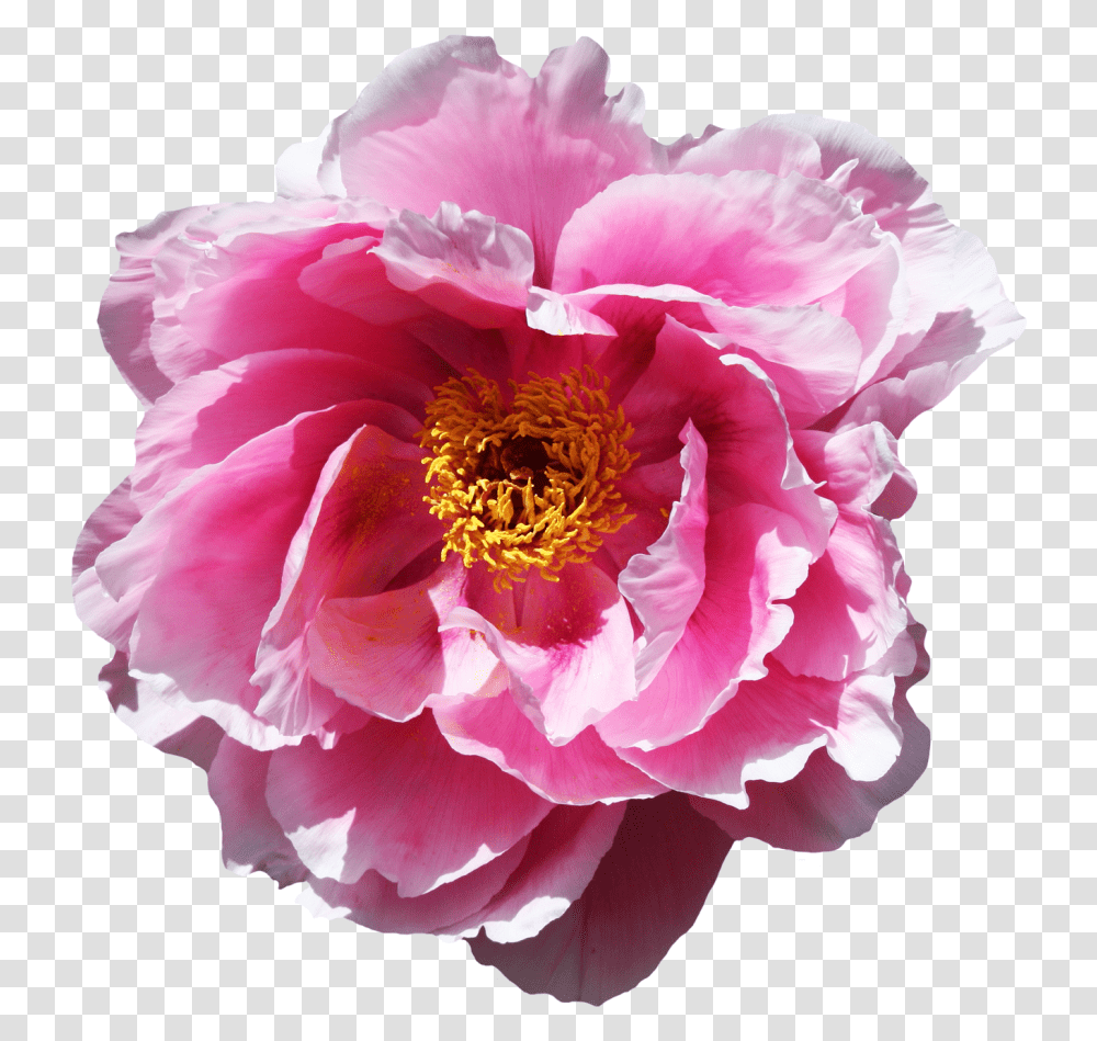 Rose Flower Image Animated Gif Blten Gif, Peony, Plant, Blossom, Pollen Transparent Png